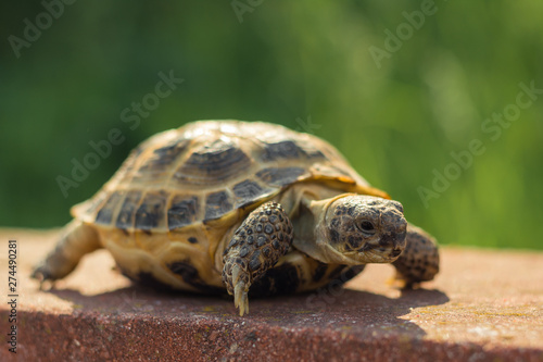 The Central Asian tortoise, also known as the brown Asian tortoise, walks along a red stone pavement and looks around with interest. blurred green plants in the background © Anton