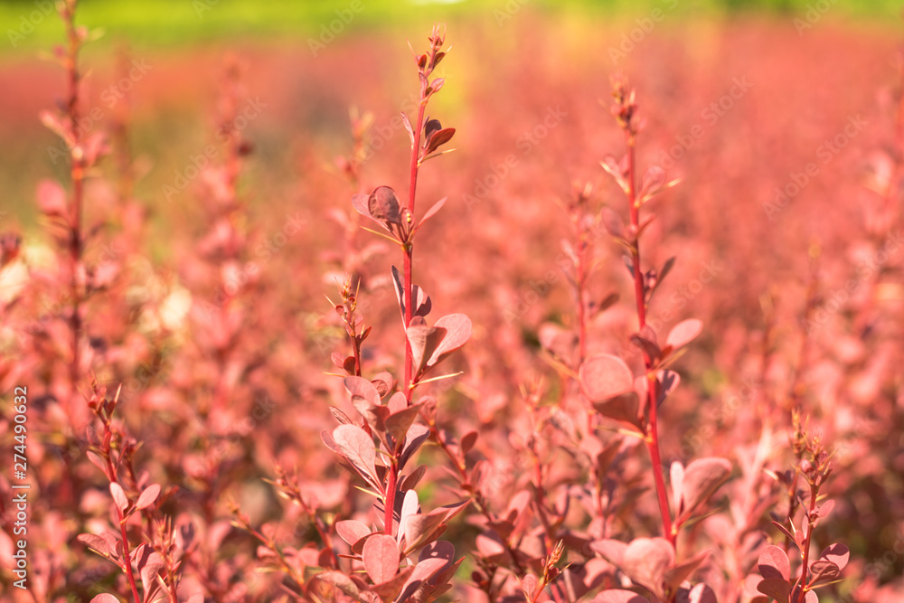 young shrub barberry Tunberg, red. Summer day young shrub barberry Tunberg, red. Summer day
