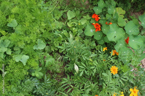  Gardening using permaculture principles, synergy between plants, nasturtium, pumpkins, sunflower, dill and onion. My organic garden 