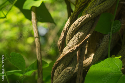 genus of perennial grasses and ligneous vines of the family Kirkazonovye, or Aristolochiaceae. Summer sunny day.
