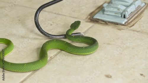 Close-up high angle aerial panning shot of green Side-striped Palm-pit Viper ( Bothriechis lateralis) on a tiled flour at a zoo being carried using a snake hook, Zoo scene, Costa Rica photo