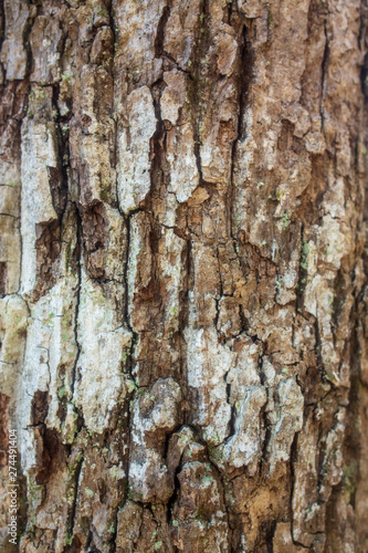 Fototapeta Naklejka Na Ścianę i Meble -  Old Pine Tree Background or Texture
