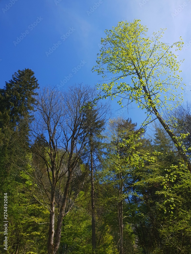 Obraz premium Baum in Österreich im Sommer in der Bärenschützklamm