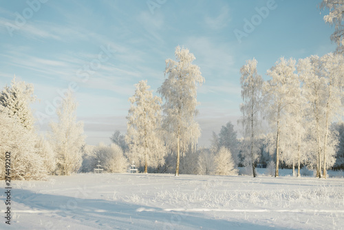 trees in frost in a field in the forest. Fir trees and pines covered with snow