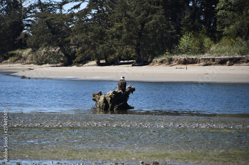 Bald Eagle taking off from dead tree at low tide