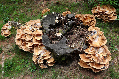 Tree fungus on a tree stump