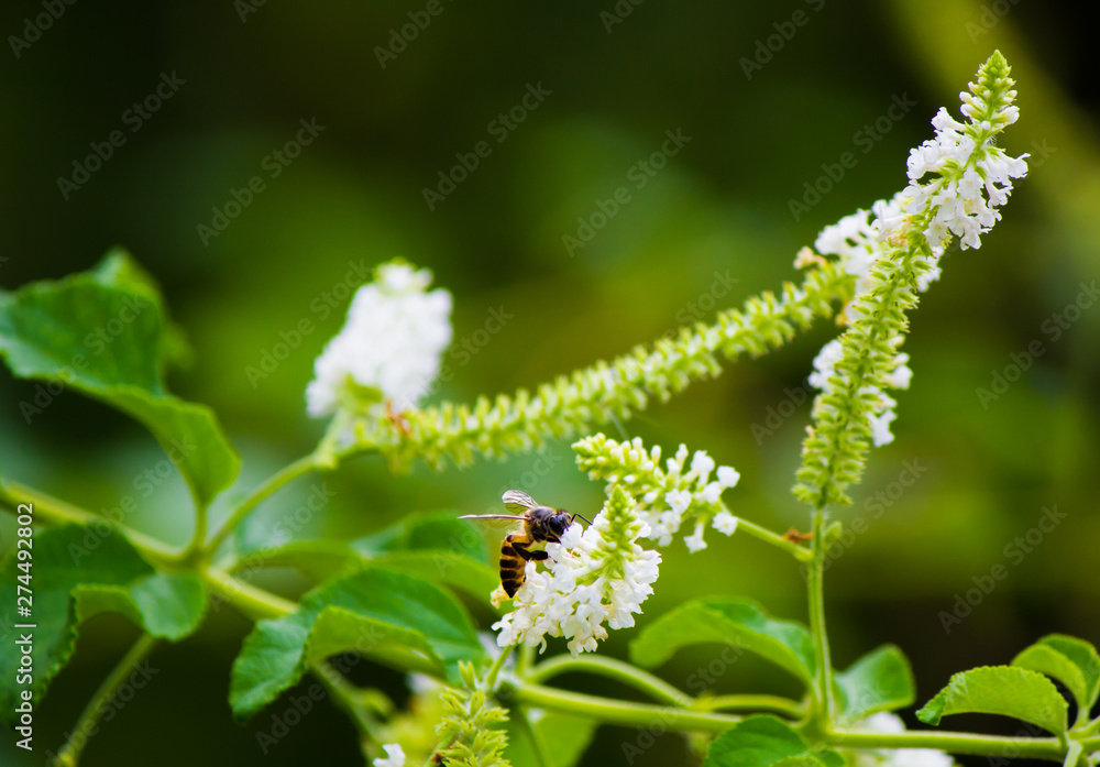 Bee on a flower. Bee on a flower.