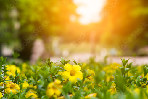 Backdrop flower with morning light.