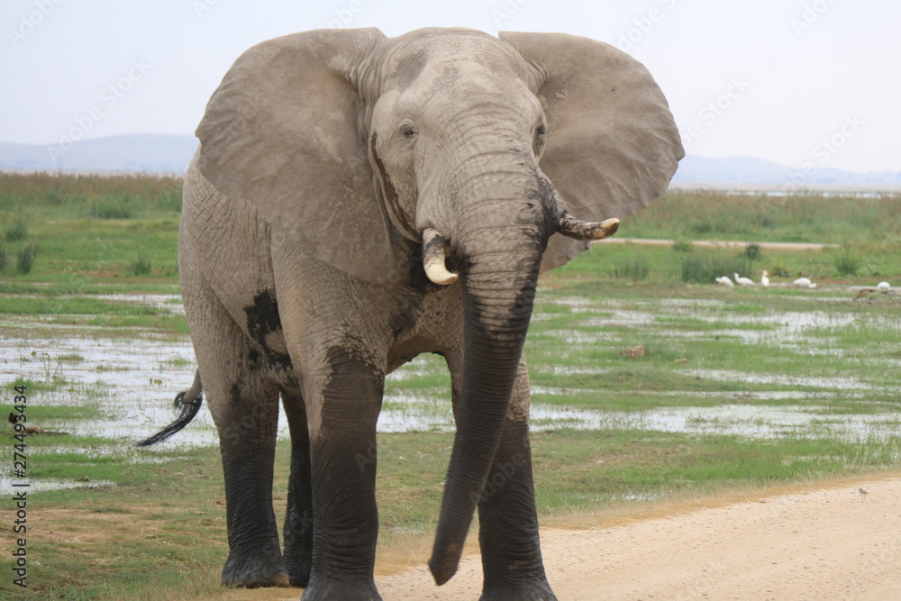 Obraz premium elephant in kenya