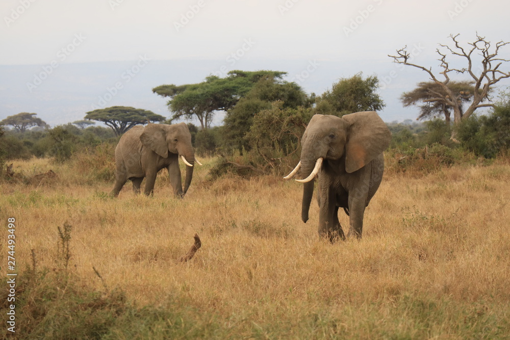 Two elephants in Africa Two elephants in Africa