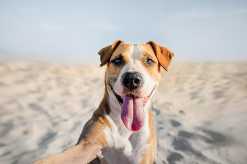 Happy smiling dog taking self portrait on the beach. Portrait of a cute staffordshire terrier imitating a selfie shot by the sea in the summer