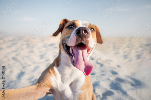 Fototapeta Happy smiling dog taking self portrait on the beach