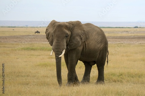 elephant in kenya