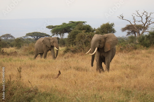 Two elephants in Africa