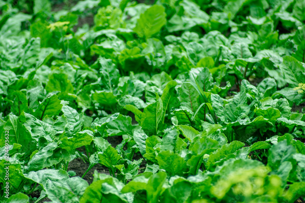 green beet leaves on a farm plantation green beet leaves on a farm plantation