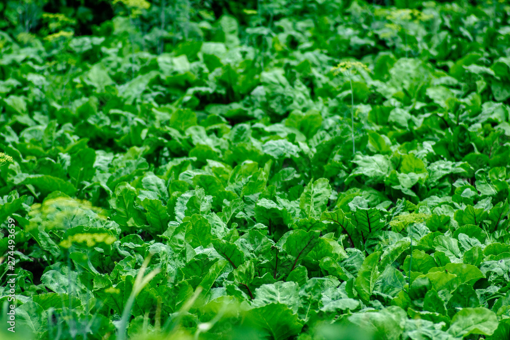 green beet leaves on a farm plantation green beet leaves on a farm plantation