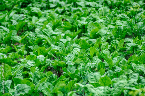 green beet leaves on a farm plantation