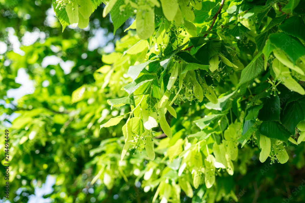 Obraz premium linden. the fruit of the tree. background.