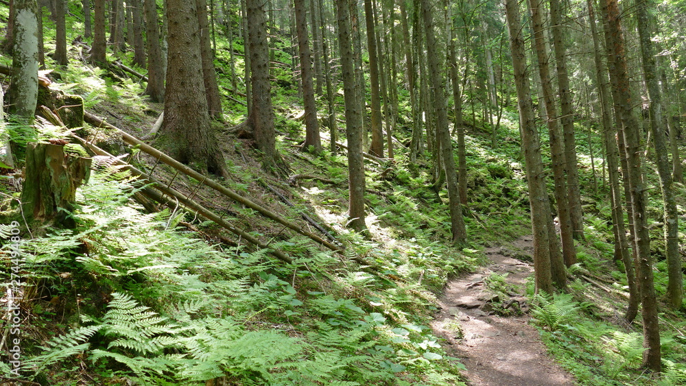 Fototapeta premium Bergwald