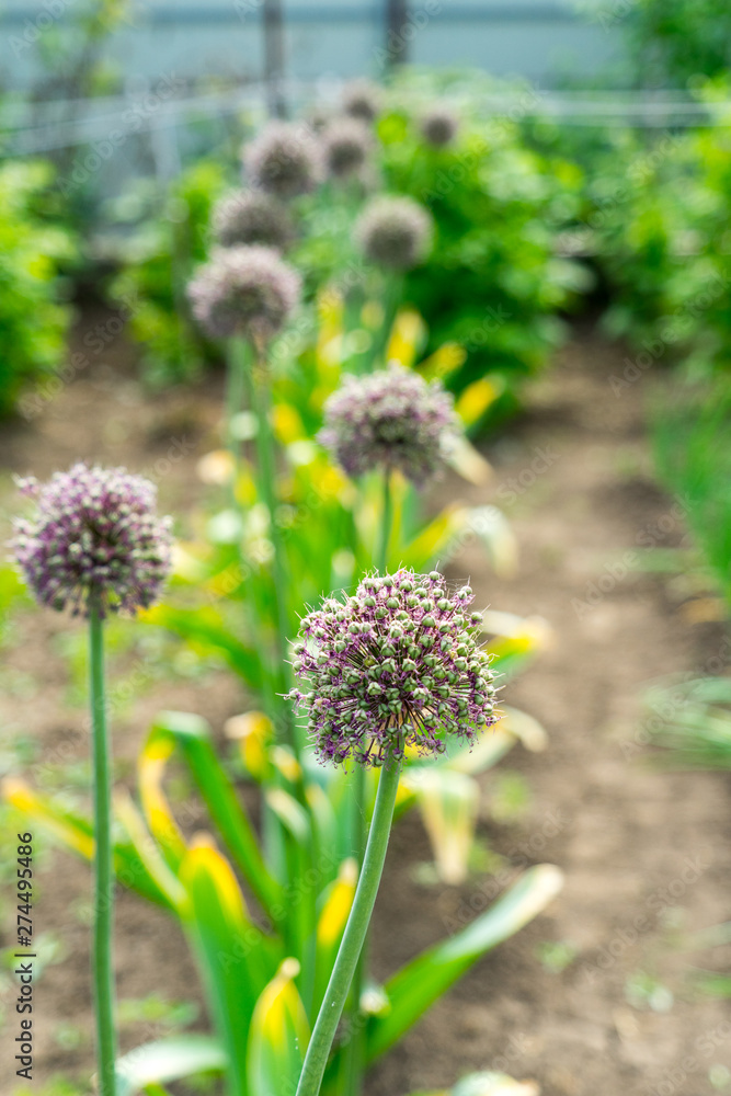 Photo of flowering garlic. Garlic seeds. Garlic on the bed. Photo of flowering garlic. Garlic seeds. Garlic on the bed.