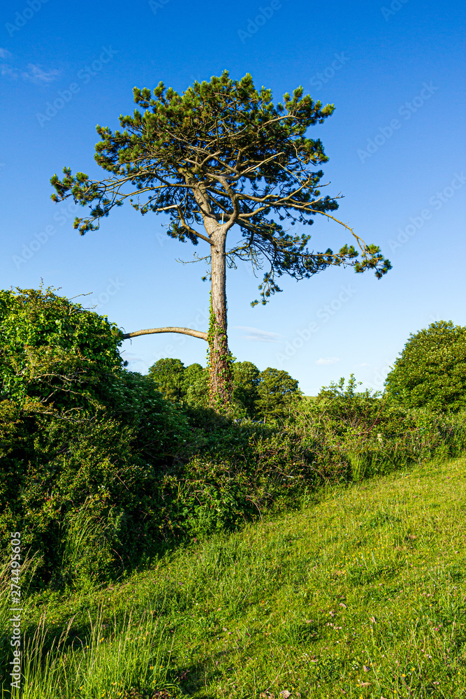 Fototapeta premium A view of a pine tree on the slope of a grassy green slope under a majestic blue sky