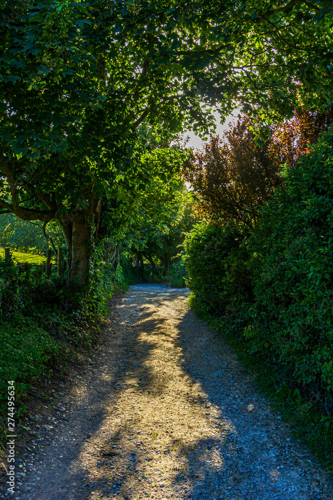 A view of a shady stony rural lane with trees along and green vegetation A view of a shady stony rural lane with trees along and green vegetation