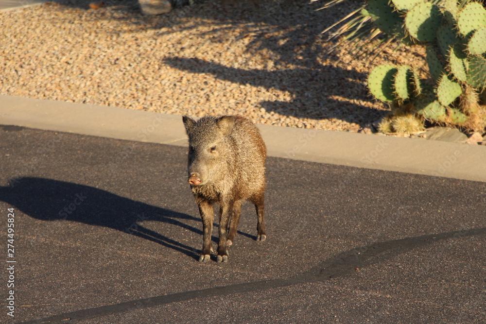 Javelina Standing in the road Scottsdale Arizona Stock Photo | Adobe Stock