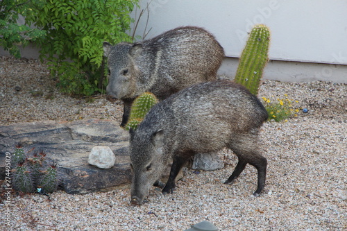 Two Javelinas in Scottsdale Arizona photo