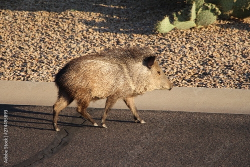 Single Javelina in Scottsdale Arizona