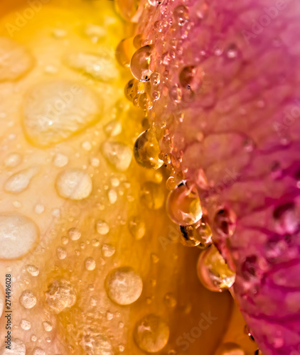 Abstract Water Drops Rain Close Up on Rose Petals