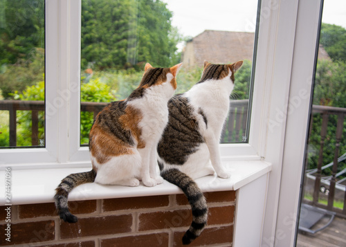 Two cats sit at the window of a home looking outside at another cat hiding in the corner.