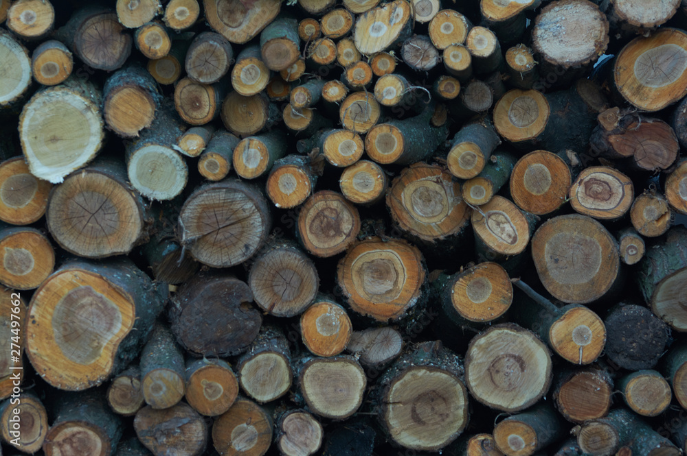 Wood logs of fruit trees cherry, pear, apple closeup. Trimming garden in spring. Preparation of firewood for the winter. Wood logs of fruit trees cherry, pear, apple closeup. Trimming garden in spring. Preparation of firewood for the winter.