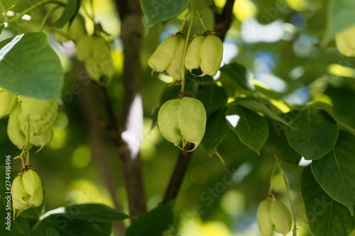 Green fruits of a European bladdernut, Staphylea pinnata.