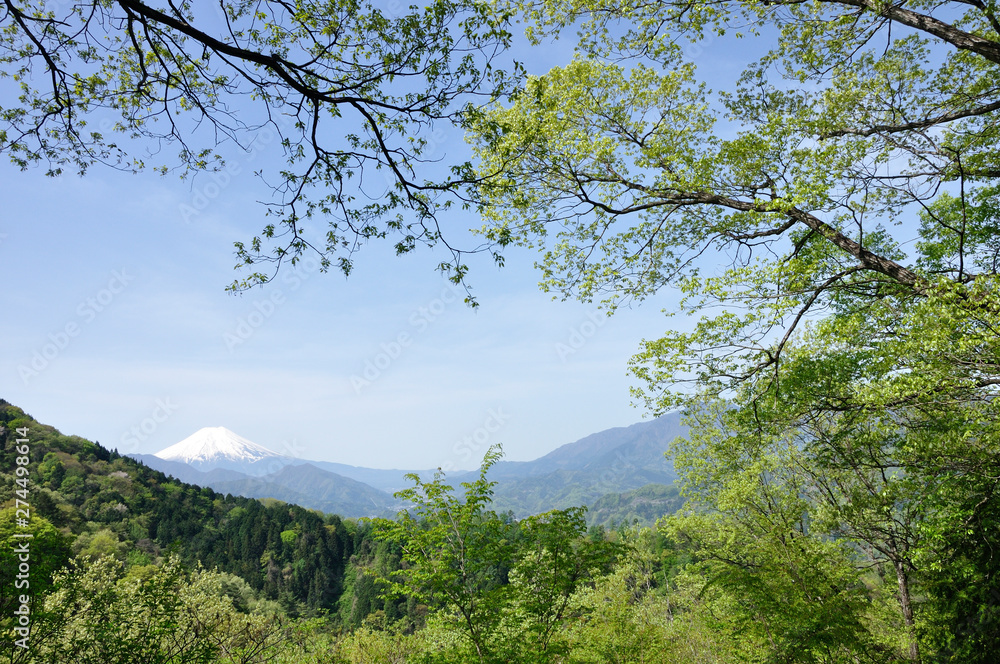 新緑に富士山