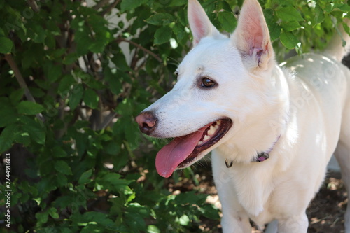 Young White German Shepard Headshot