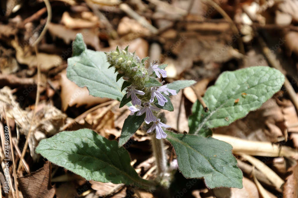 Fototapeta premium ジュウニヒトエ