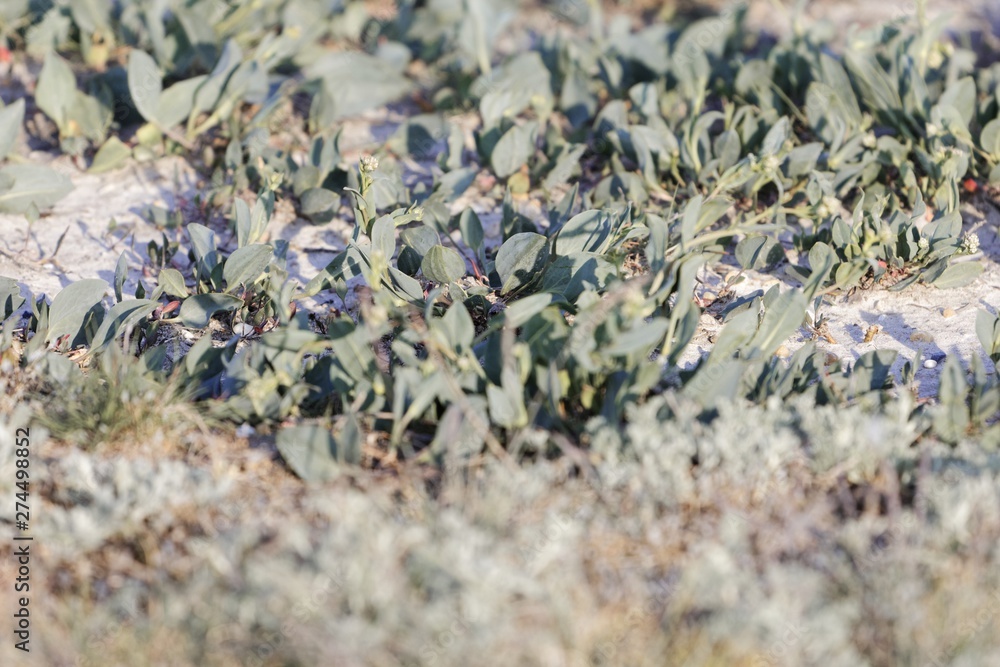 Leaves of the cress Lepidium cartilagineum Leaves of the cress Lepidium cartilagineum