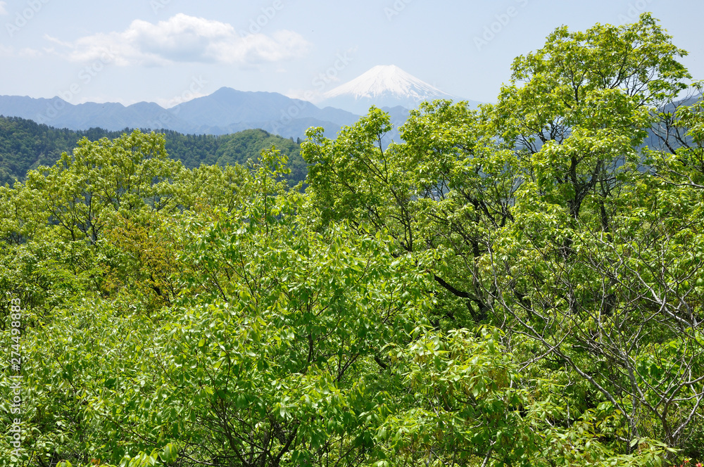 Fototapeta premium 新緑に富士山