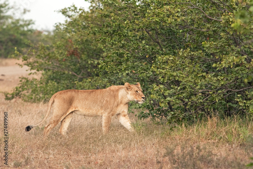  lion  panthera leo  Kruger national park