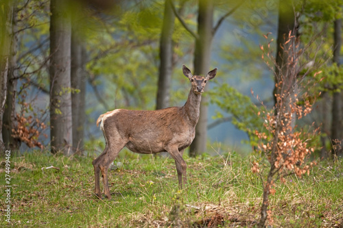 Fototapeta Naklejka Na Ścianę i Meble -  red deer, cervus elaphus, Bohemia forest