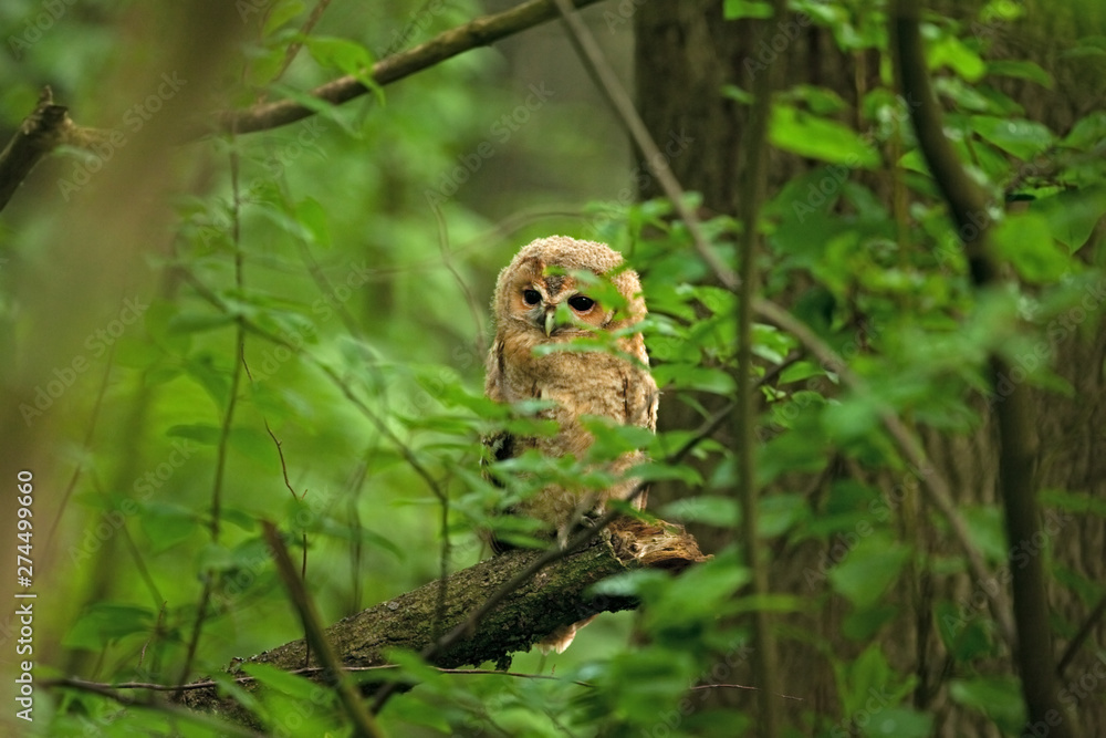 tawny owl, brown owl, strix aluco, Bohemia forest tawny owl, brown owl, strix aluco, Bohemia forest