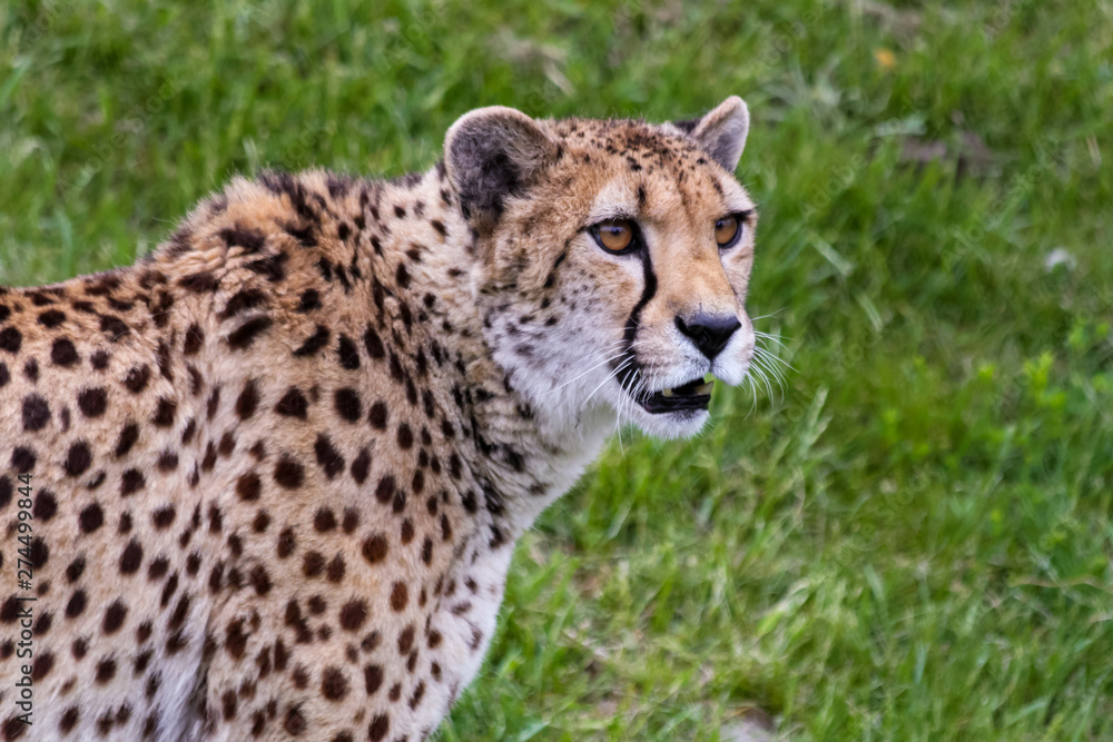 Fototapeta premium Cheetah