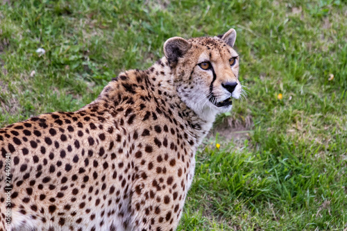 Cheetah