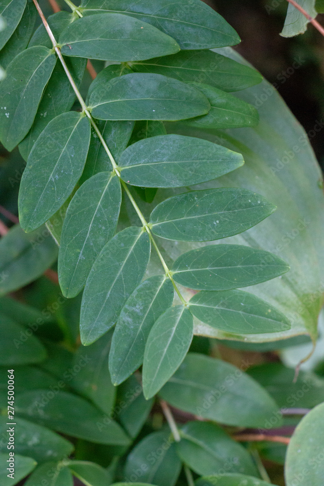 group of green leaf with sunlight group of green leaf with sunlight