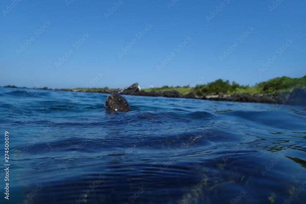 Fototapeta premium tortuga marina, glápagos