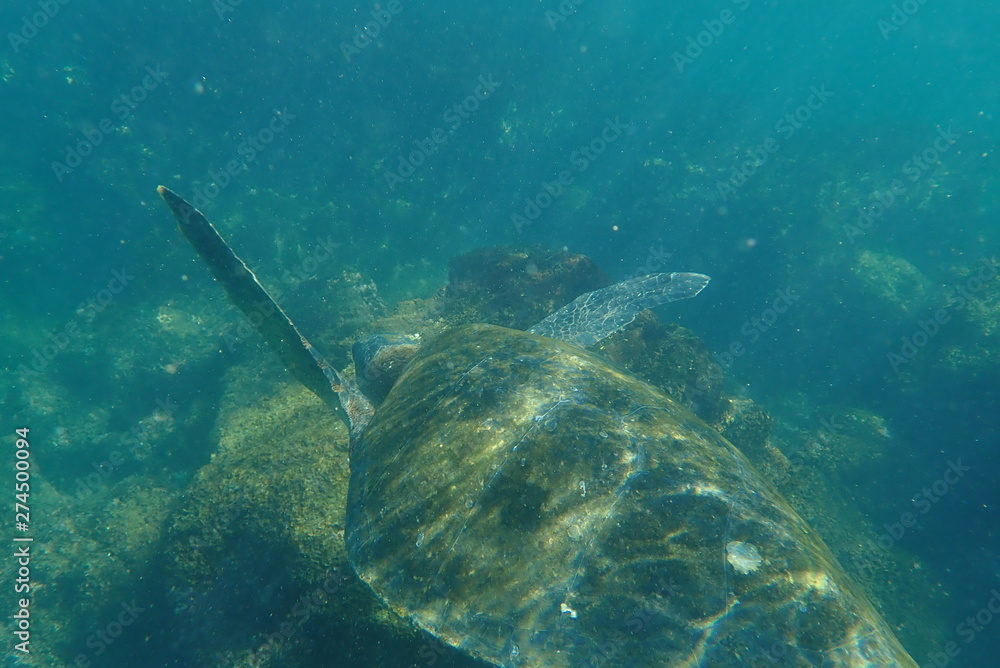 Fototapeta premium tortuga marina, glápagos