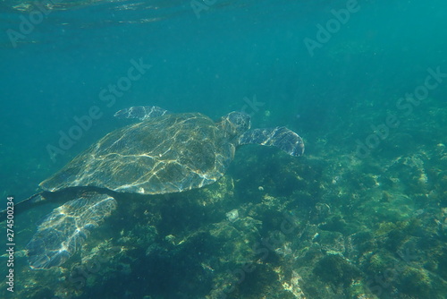 tortuga marina, glápagos © Germán