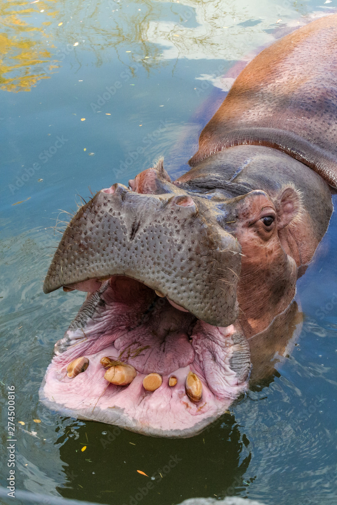 Fototapeta premium Hippopotamus