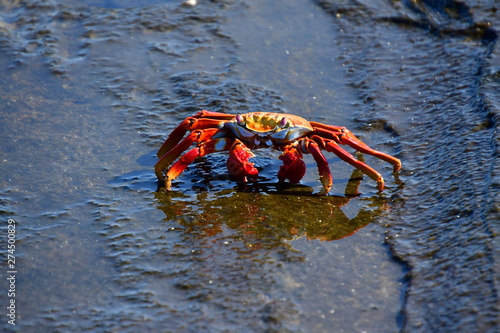 cangrejo, galápagos photo