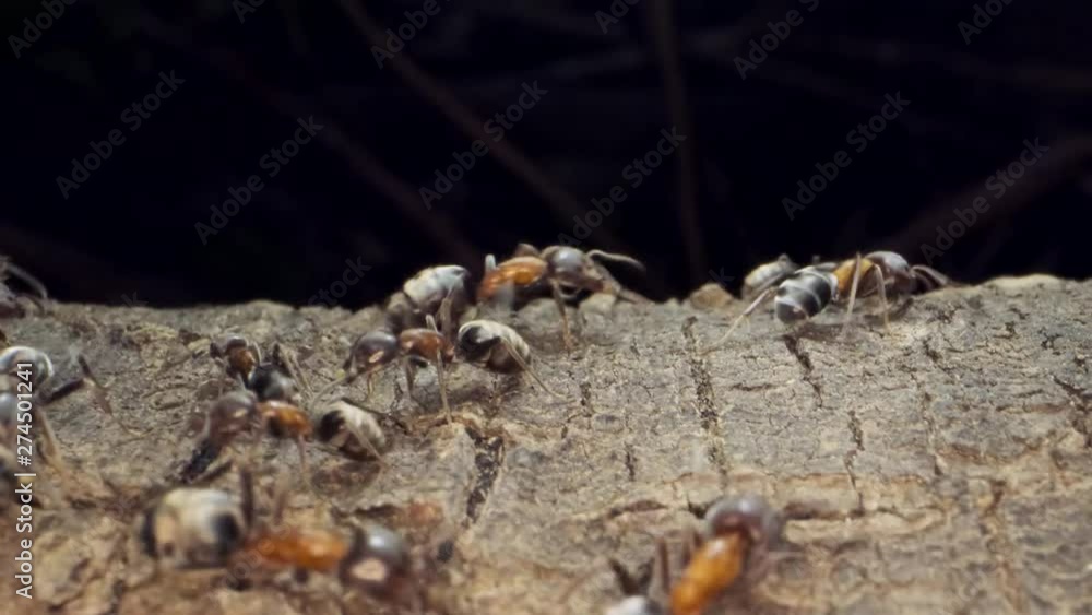 Ant colony on the root of a tree. Super macro – 60fps Ant colony on the root of a tree. Super macro – 60fps